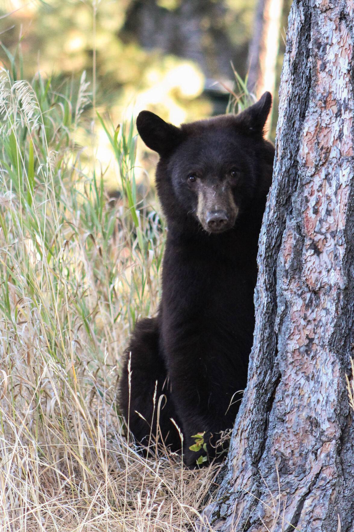 Crandall_GrantCreekBear.jpg